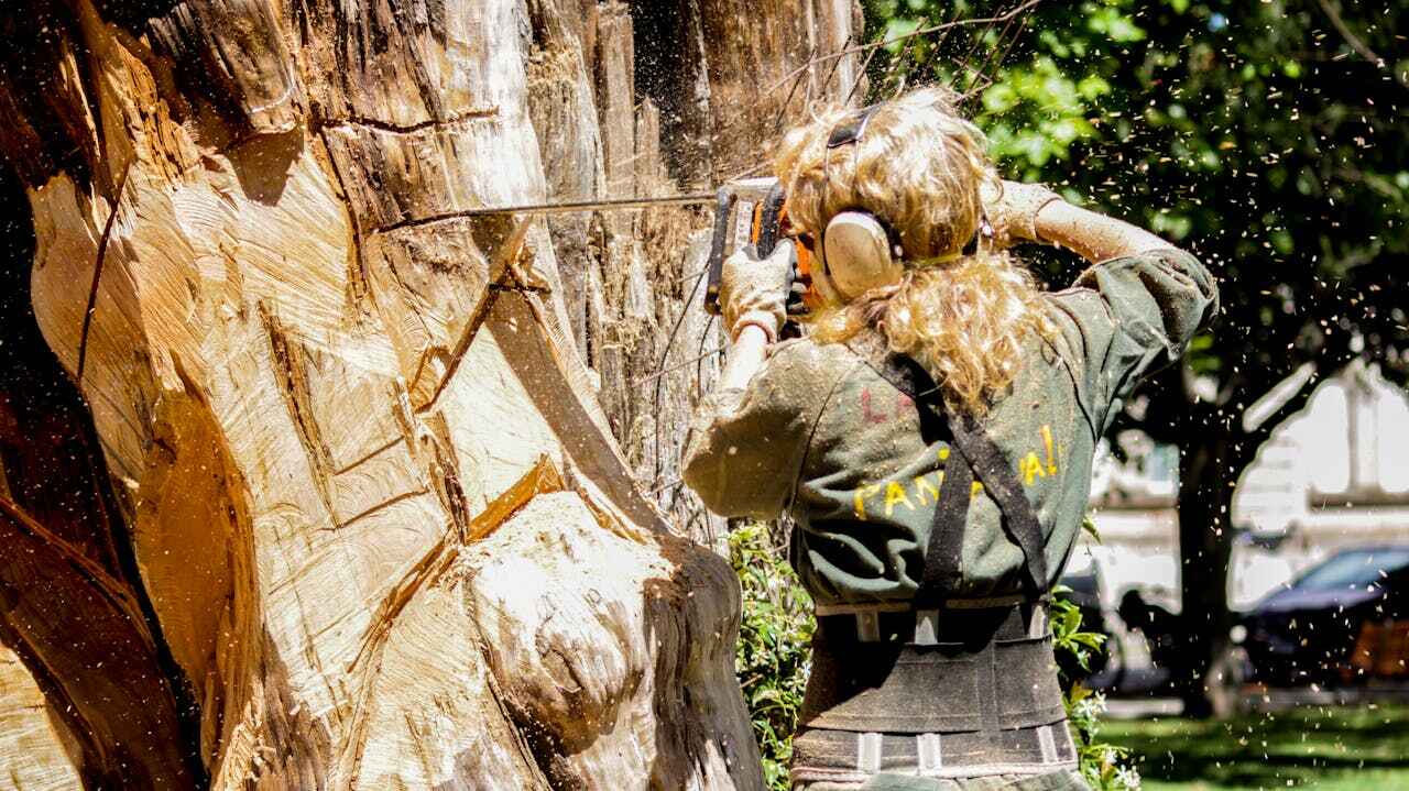 Tree Branch Trimming in Colony Park, PA